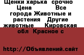 Щенки харька! срочно. › Цена ­ 5 000 - Все города Животные и растения » Другие животные   . Кировская обл.,Красное с.